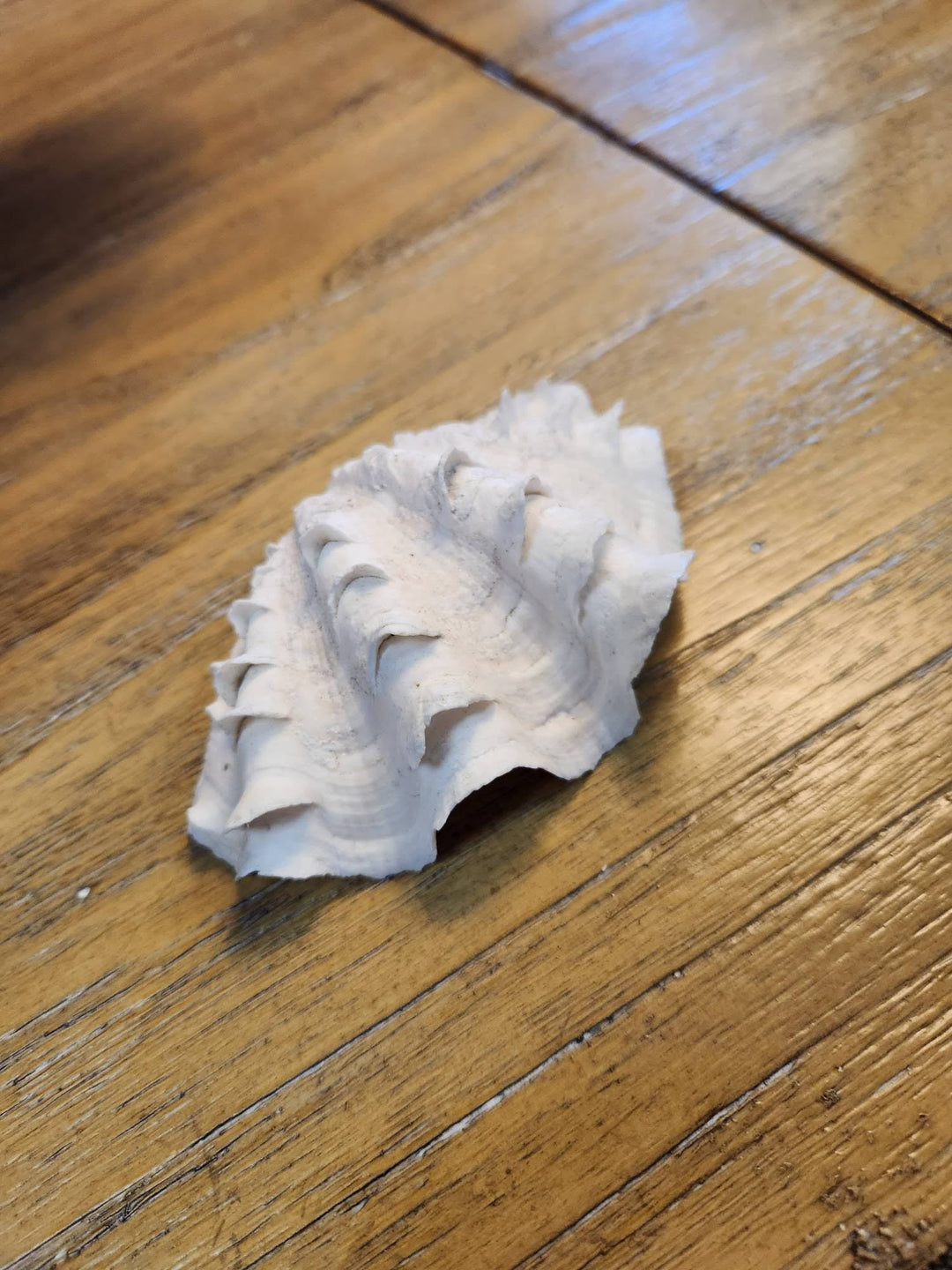 Conch Shell Small