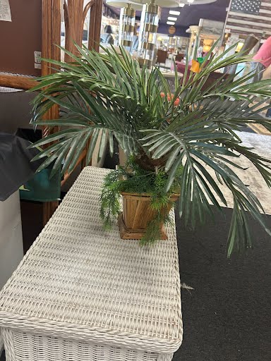 Silk Areca Plant