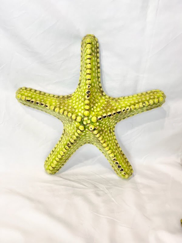 12" Round Green Starfish Wall Art
