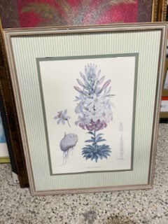 Lilium Washingtonianum framed art