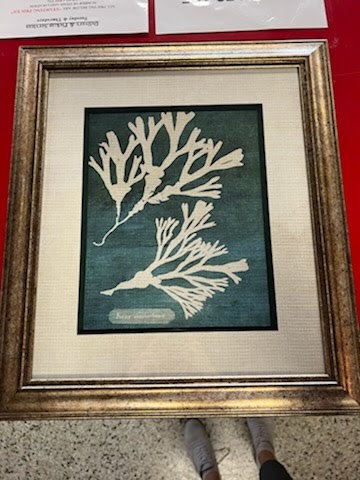Fucus Matting Framed Art