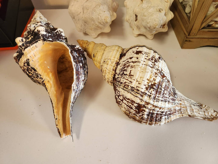 Large Shell