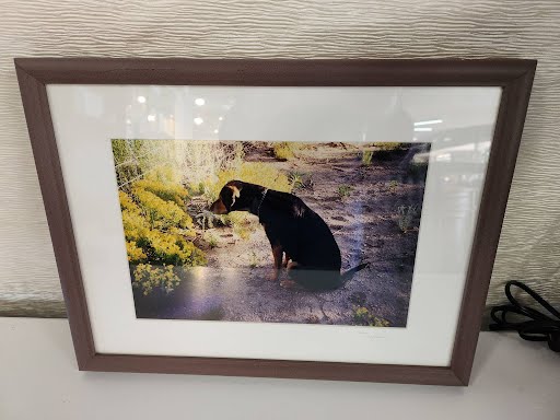 Dog Photo Printed Wall Art
