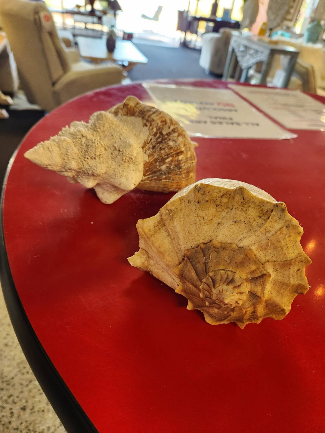 Large Shell