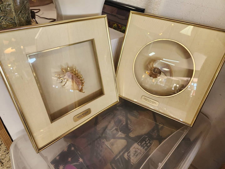 SET OF 2 - Wall Art,  Lambis Millepeda & Nautilus Pompilius