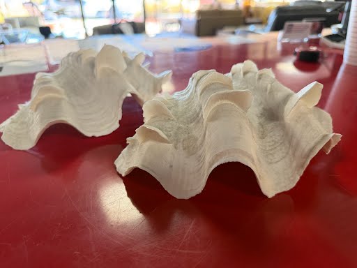 Clam Shells Home Item