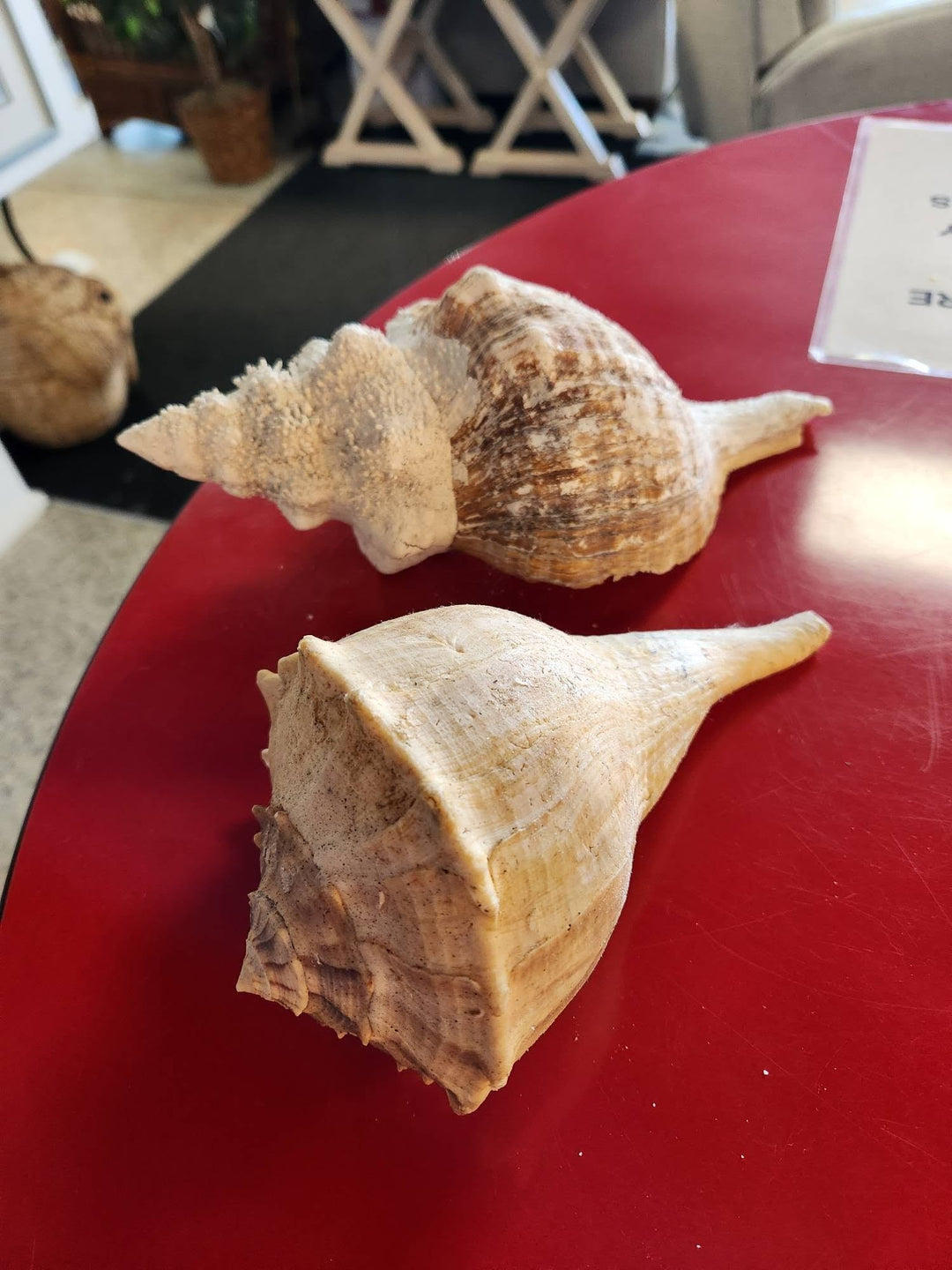 Large Shell