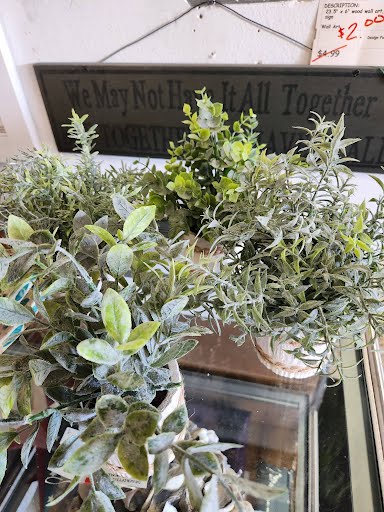 Foliage In White Pottery