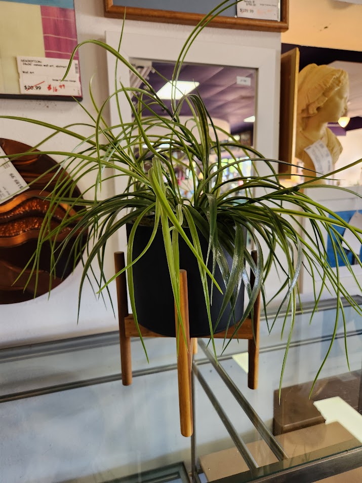 Spider Plant Floral Arrangement