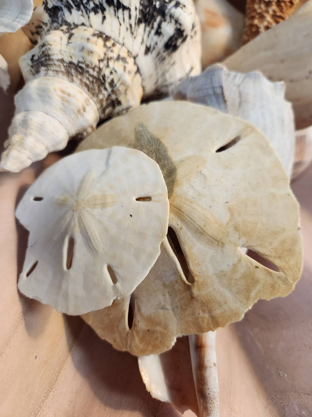 Set of Two Sand Dollars