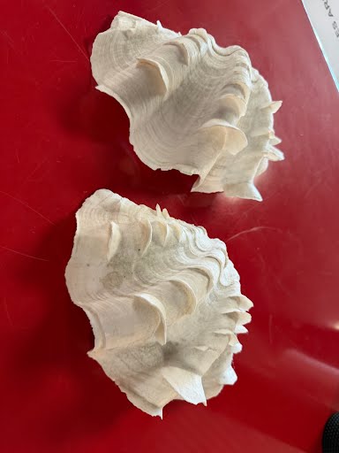 Clam Shells Home Item