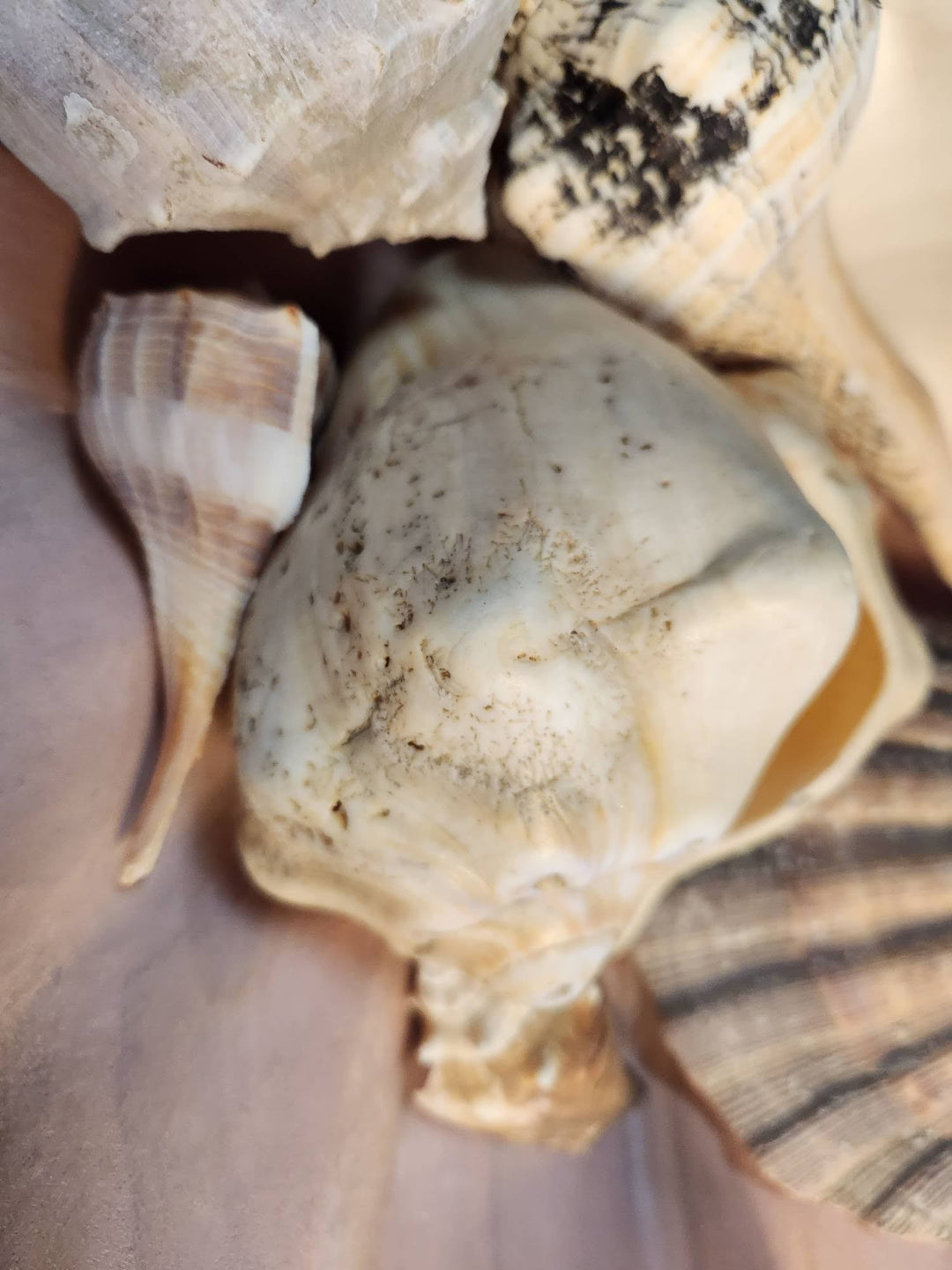 Medium Shells