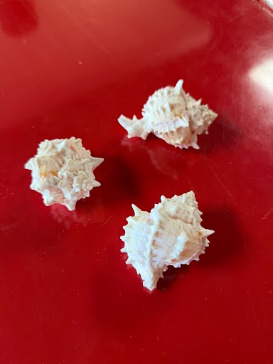 Murex Shells Home Item