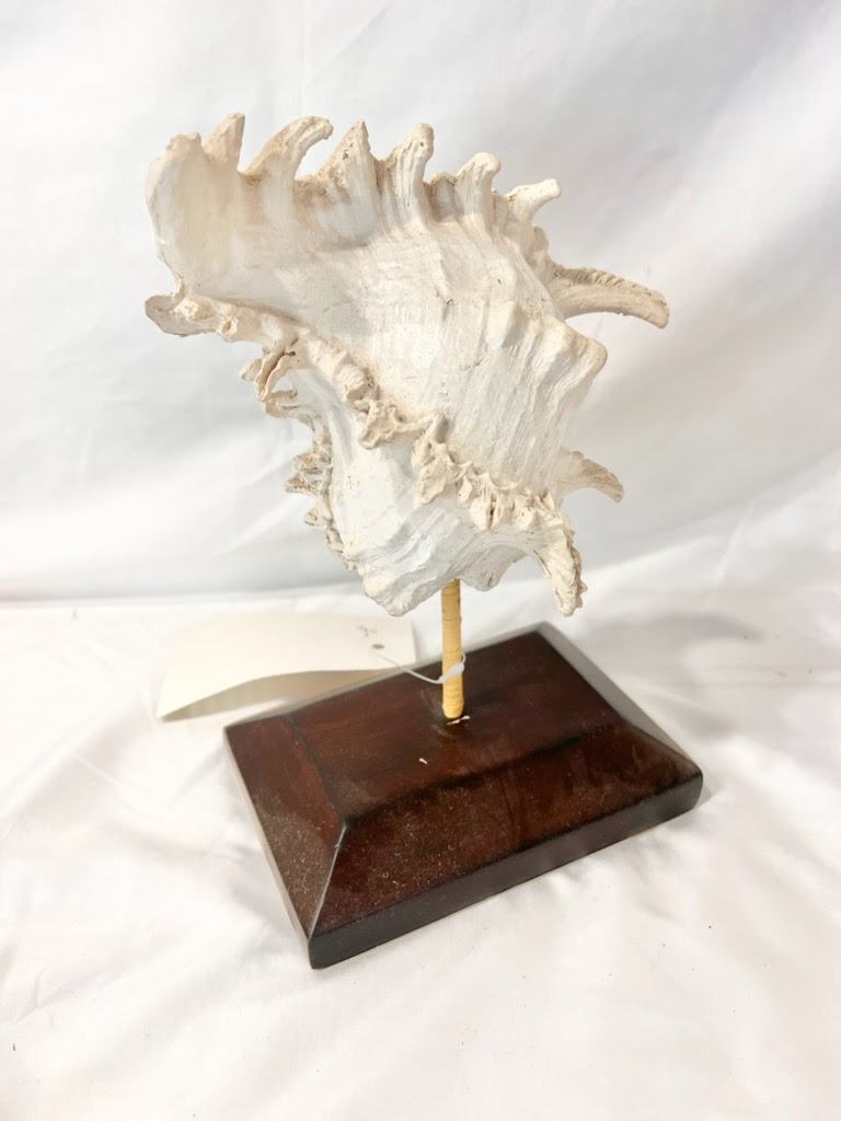 Conch Shell on Stand