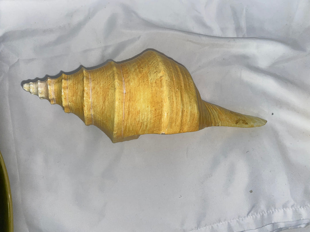 Conch Shell Decor