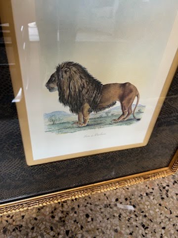 Gold Frame "Lion de Barbarie"