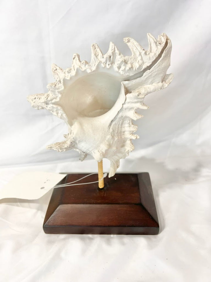 Conch Shell on Stand